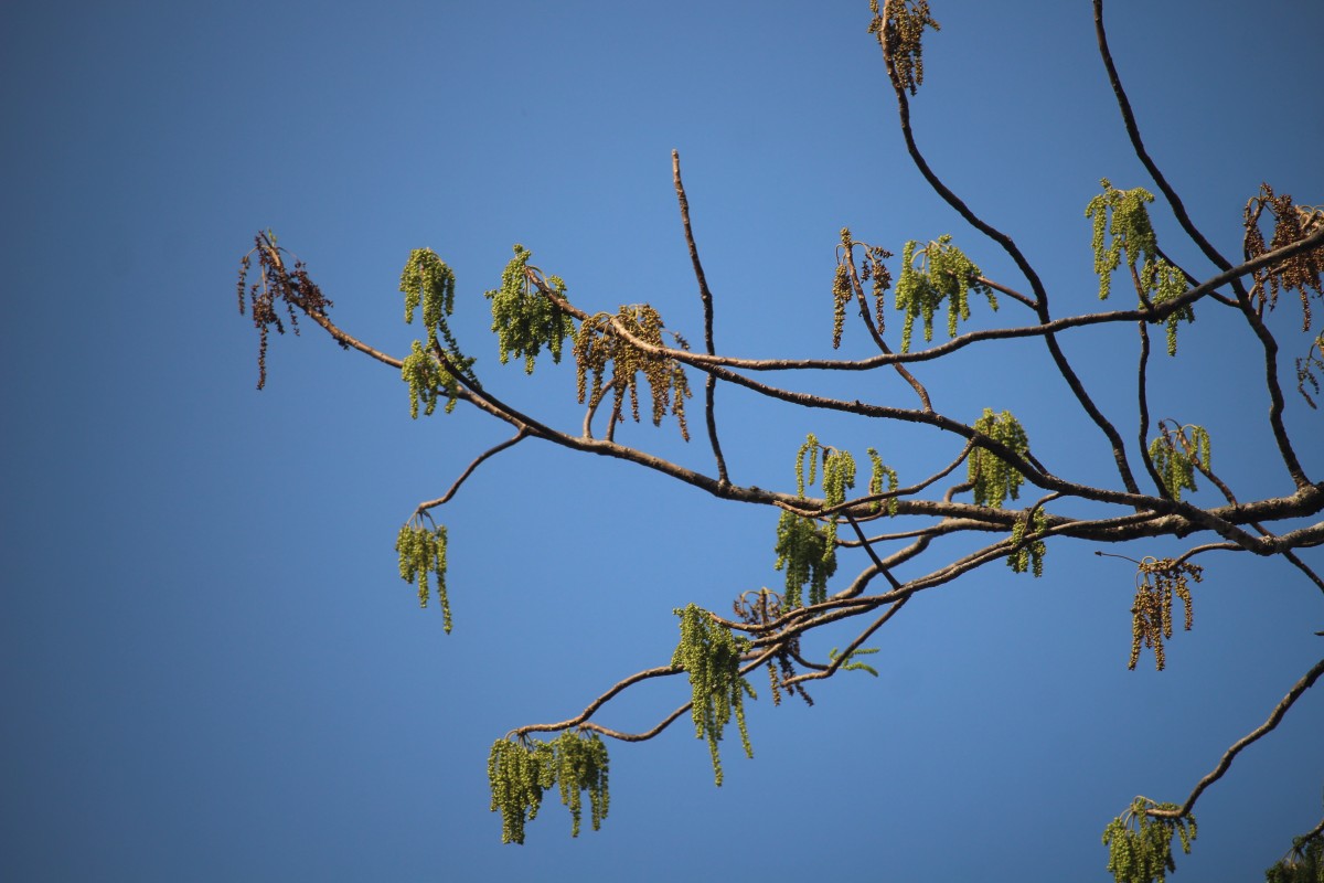 Tetrameles